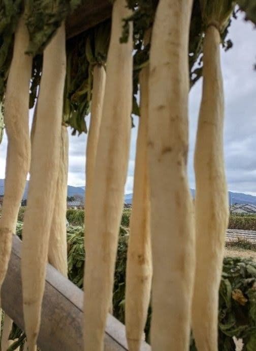 干し大根　訳あり　不揃い　箱込み約20kg