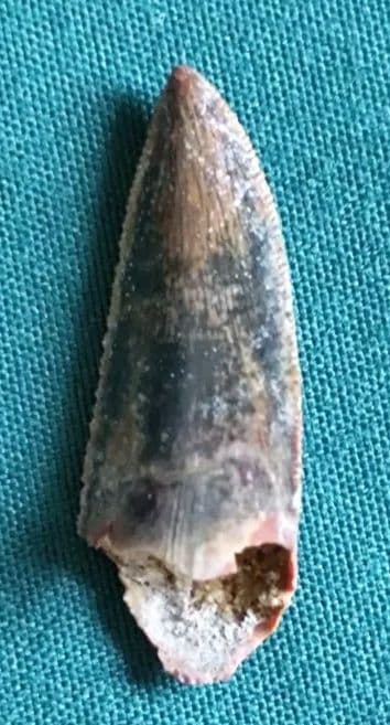 カルカロドントサウルスの歯の化石