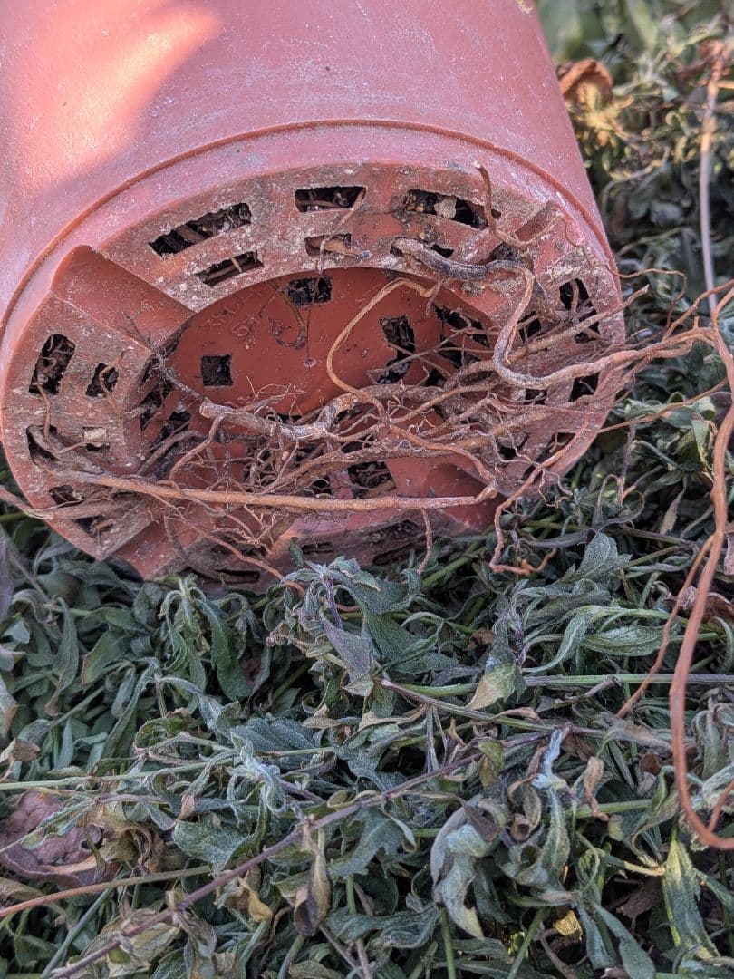 クレマチス流星3年経過苗 正規ラベル付