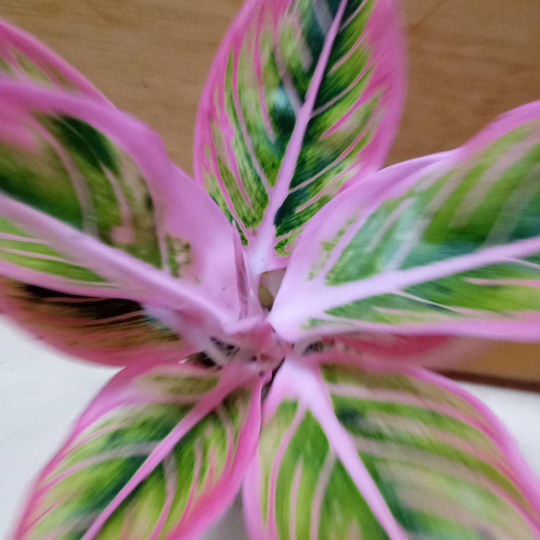 アグラオネマ　ロータス　デライト　観葉植物