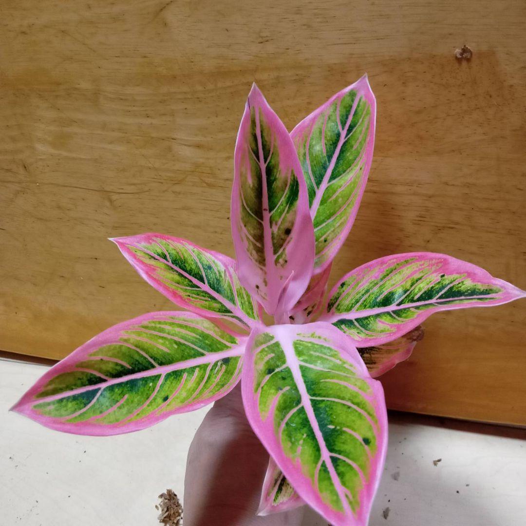 アグラオネマ　ロータス　デライト　観葉植物