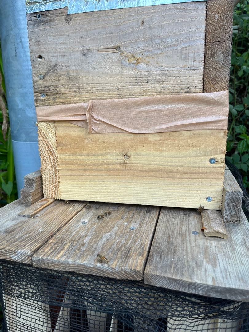 残り2kg/日本蜜蜂ハチミツ/百花蜜/1kg×2本/【最終値下げ】