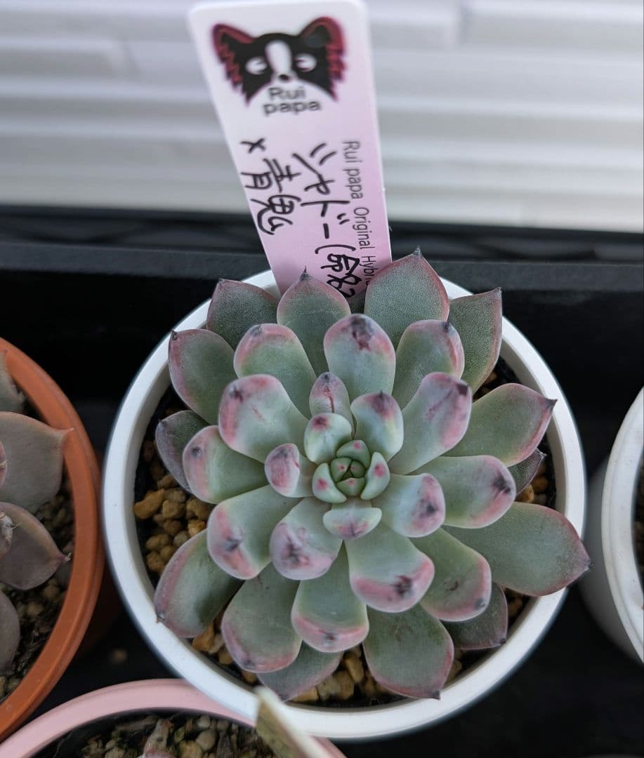 k*t様 Rui papaさん苗　 シャドー（命名株）×青鬼 　札付き、鉢付き