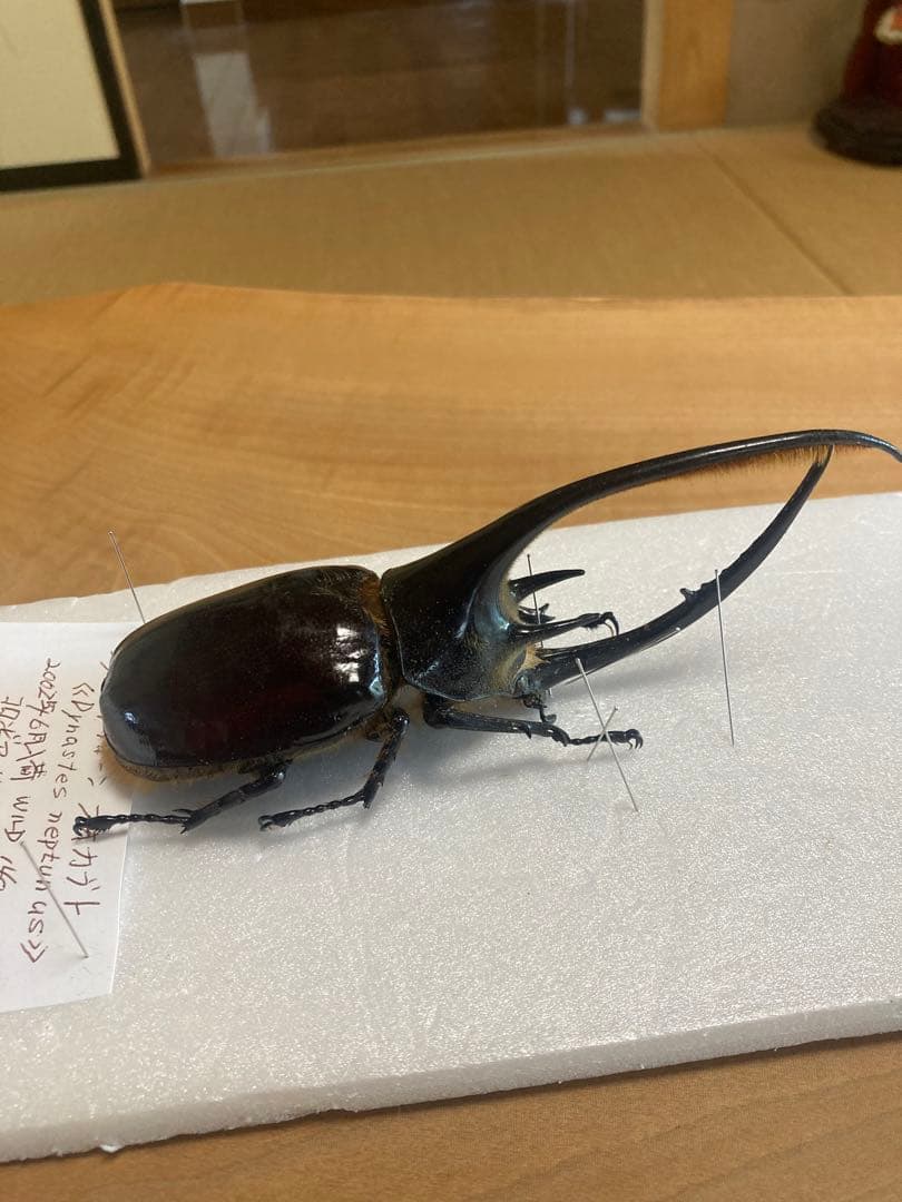 ネプチューンオオカブト♂野外品標本