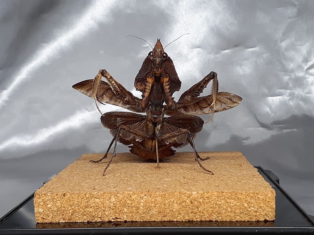 マオウカレハカマキリ雌　立体標本　魔王枯葉