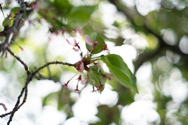 【オールドレンズ】smc takumar 55mm f1.8