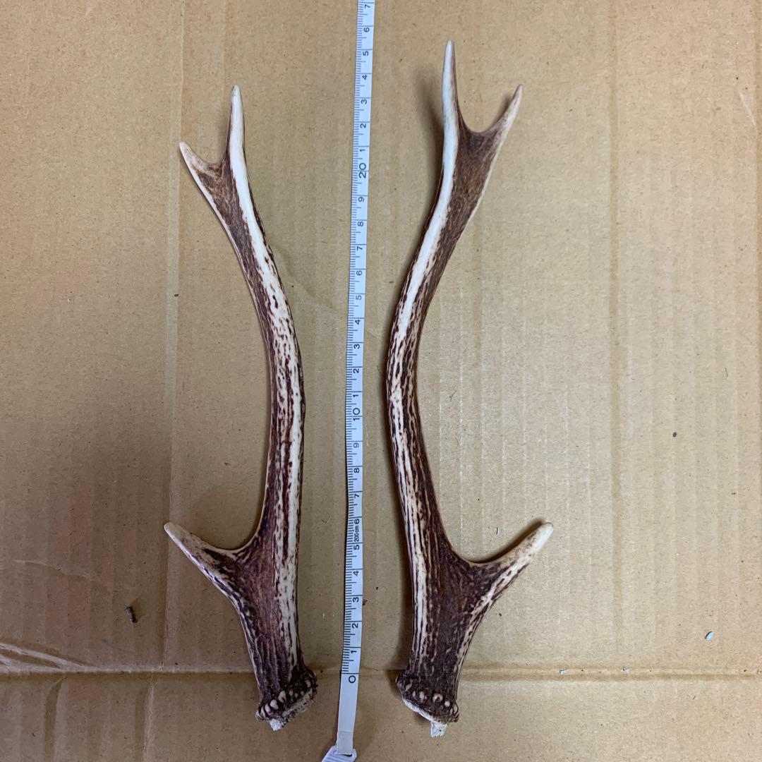 鹿の角 鹿角 38本　インテリア 犬 おもちゃ