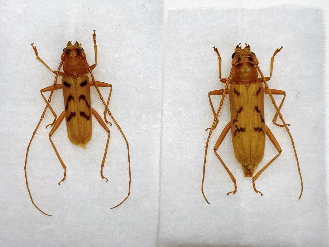 クロモンキイロイエカミキリ♂♀ペア