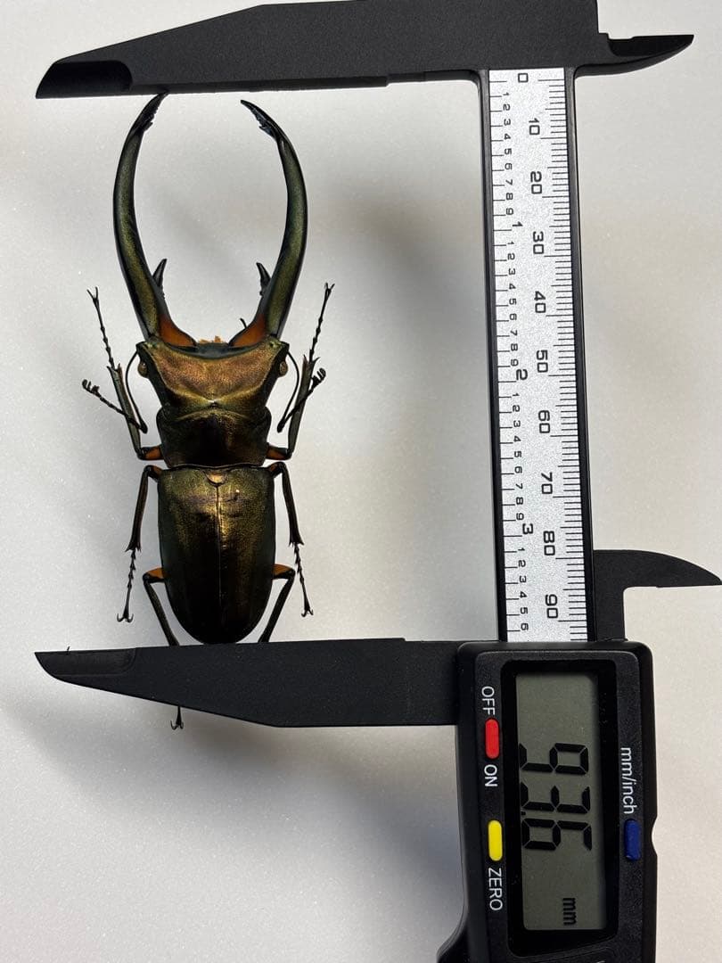 WD大型エラフスホソアカクワガタ