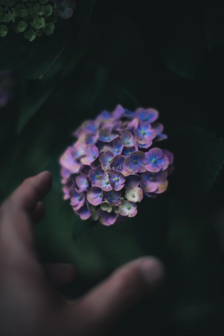 箱付極美品！標準の帝王 Planar 50mm F1.4 AEJ オールドレンズ