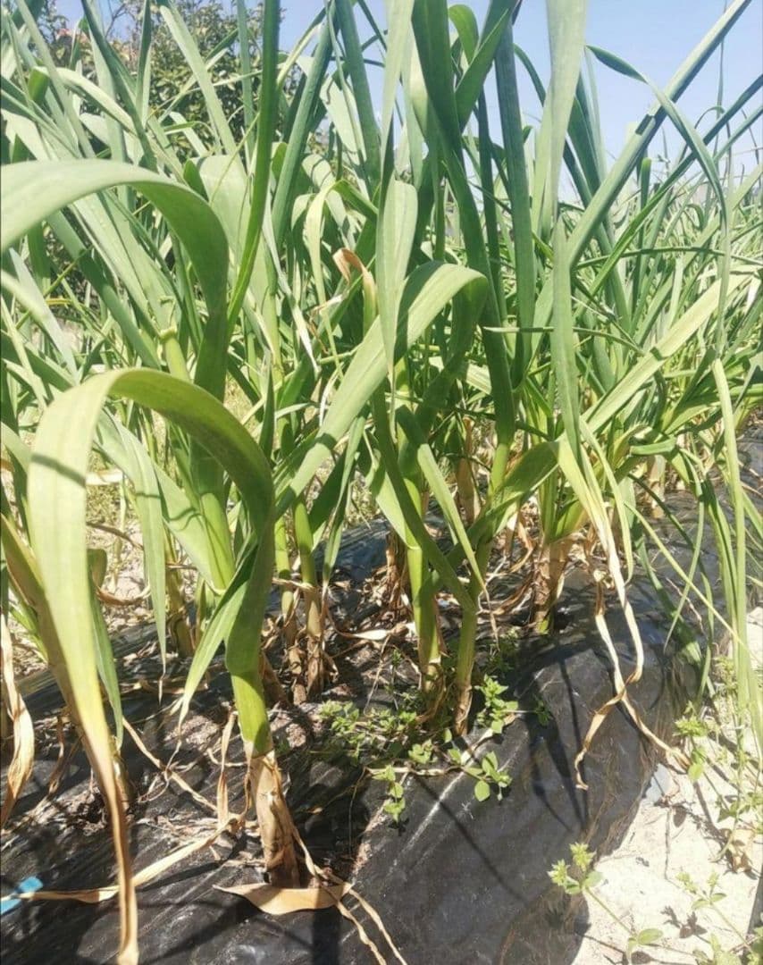 【送料無料】 2025年産 無農薬 バラニンニク 10kg ニンニク 10キロ