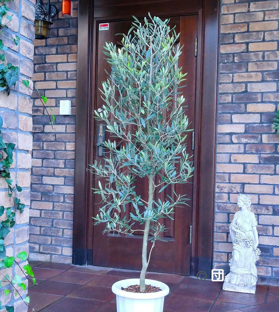 オリーブの木 シプレッシーノ 150cm❗ 整った樹形 大型9号 植え替え済