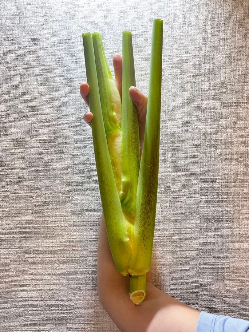 【採れたて】特大 終盤 マコモダケ宅急便80 5kg 愛知県産 自然農