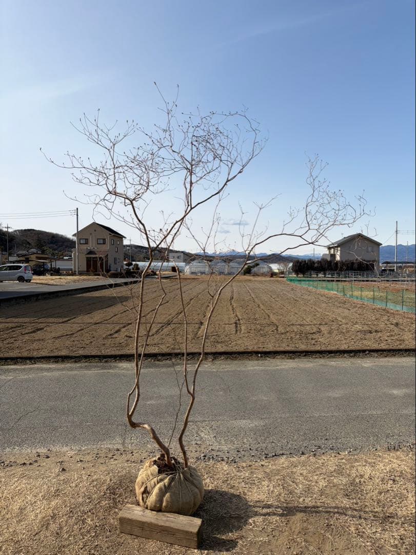 山採り ヤマツツジ クロモジ付き 自然樹形