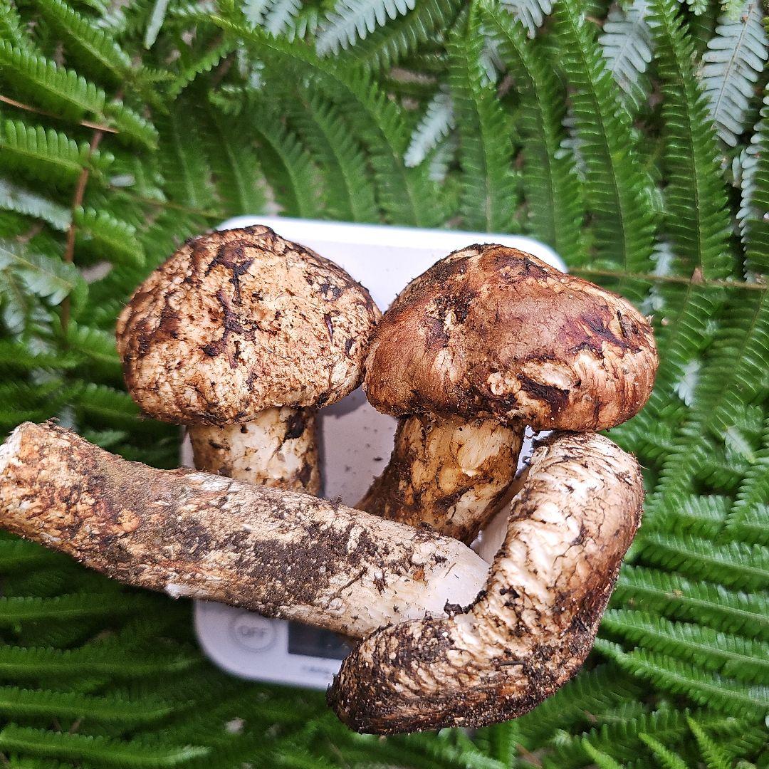 広島県産 松茸 214g