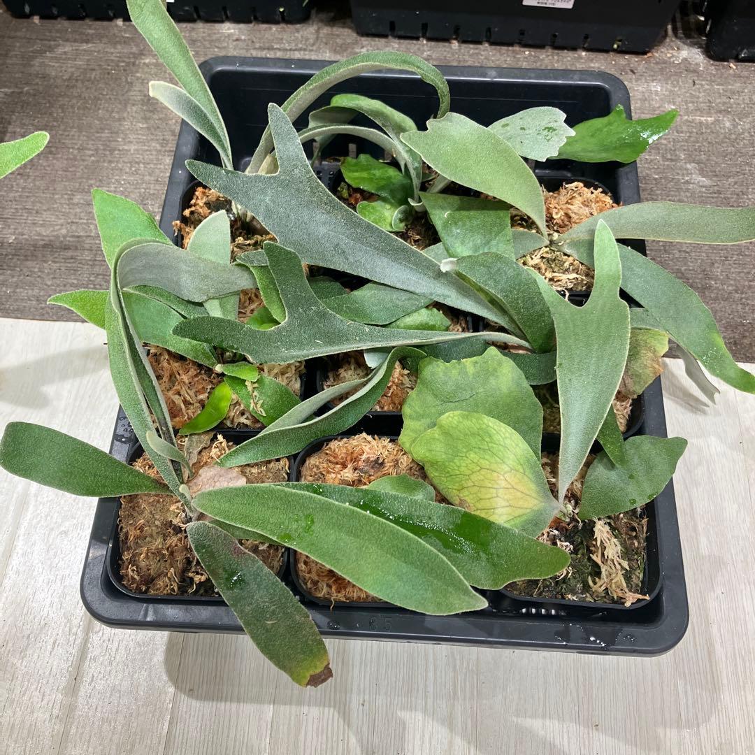 ウ*ロ様 福袋　ビカクシダ　9株