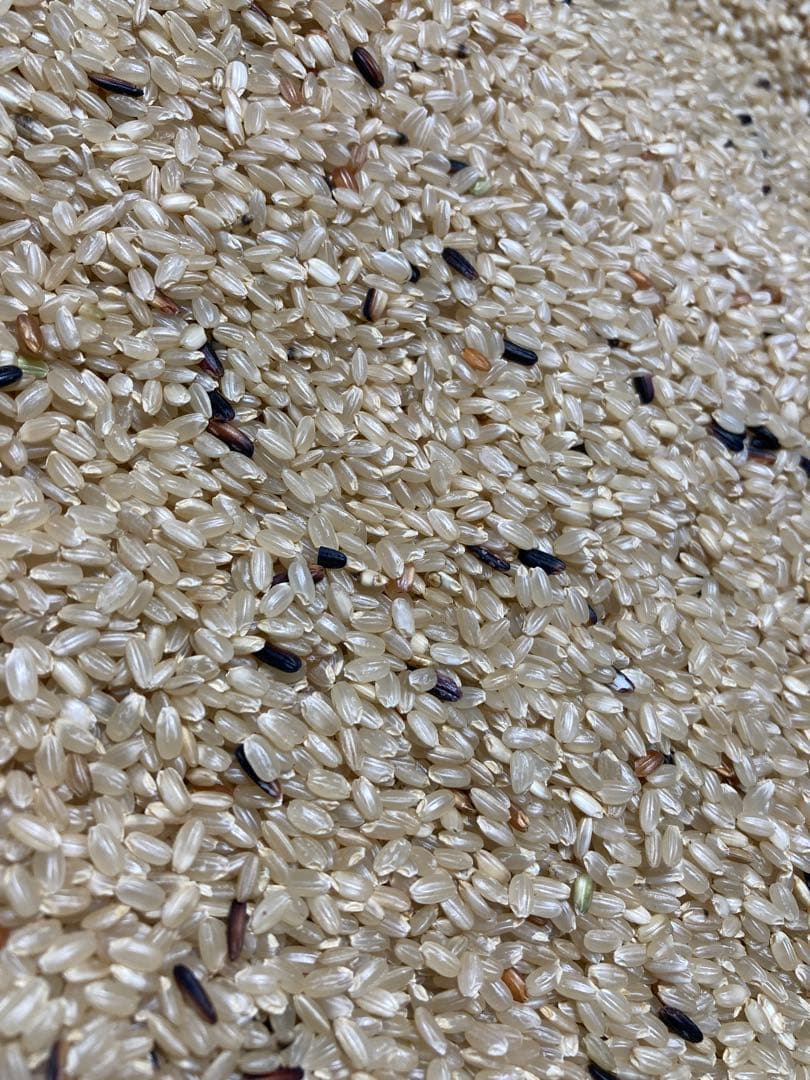 【 ニャンゴローさま専用 】 仕込味噌 5kg×2