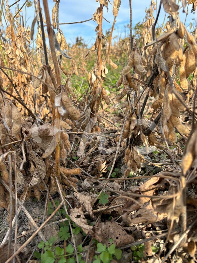 【 ニャンゴローさま専用 】 仕込味噌 5kg×2