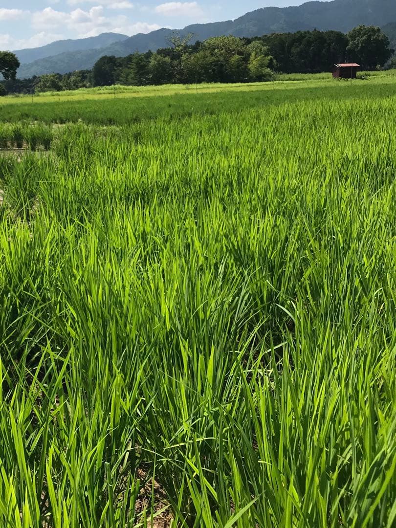 Natural farming自然栽培玄 免疫活性化伊藤悦男 アポトーシス 食養
