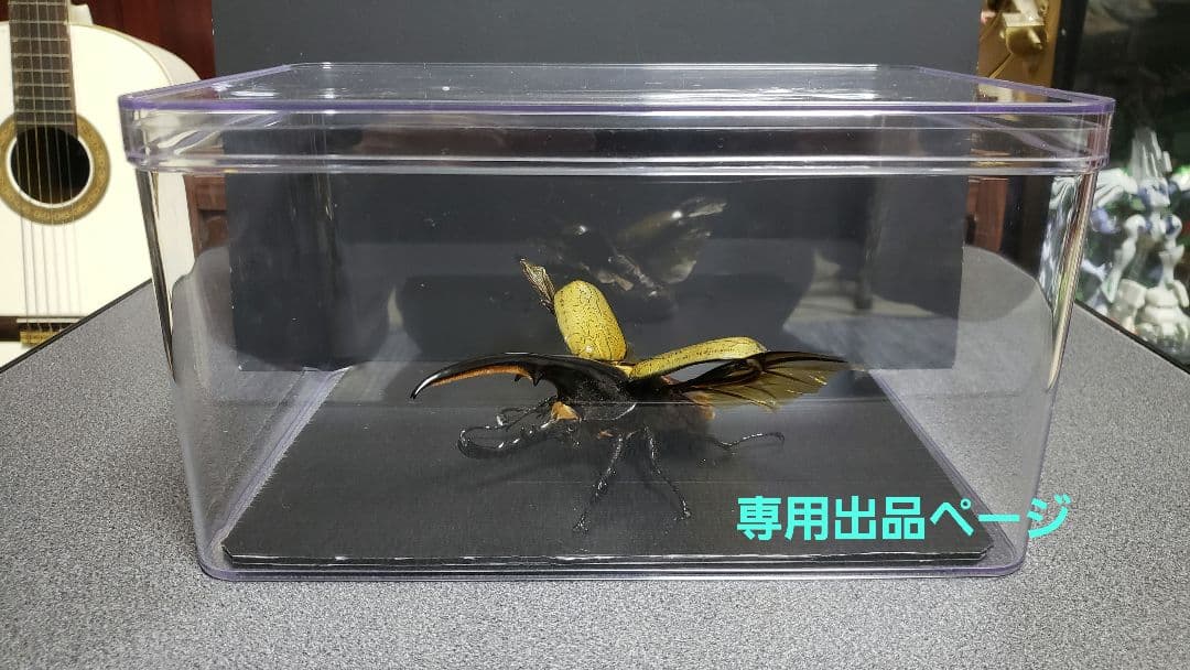 ケムンパス出品 立体標本3点