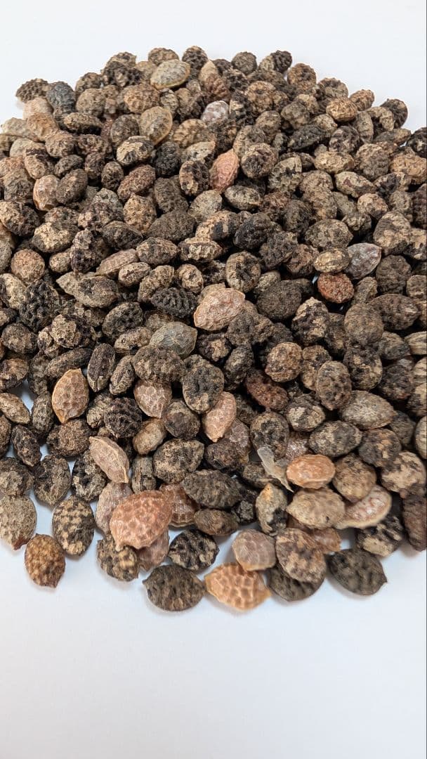 1月新着種子 アデニア ペチュエリー Adenia pechuelii 10粒