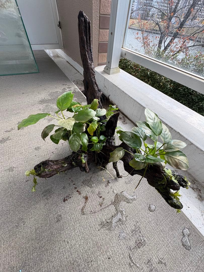 オザヤン⭐︎水槽用流木とアヌビアス　観葉植物のセット