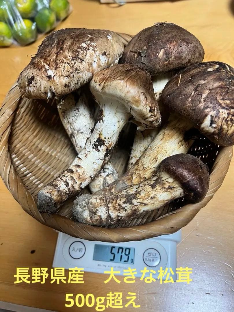 長野県　上伊那産　新鮮　松茸　 579g 国産松茸 かなりいいものです！！５本