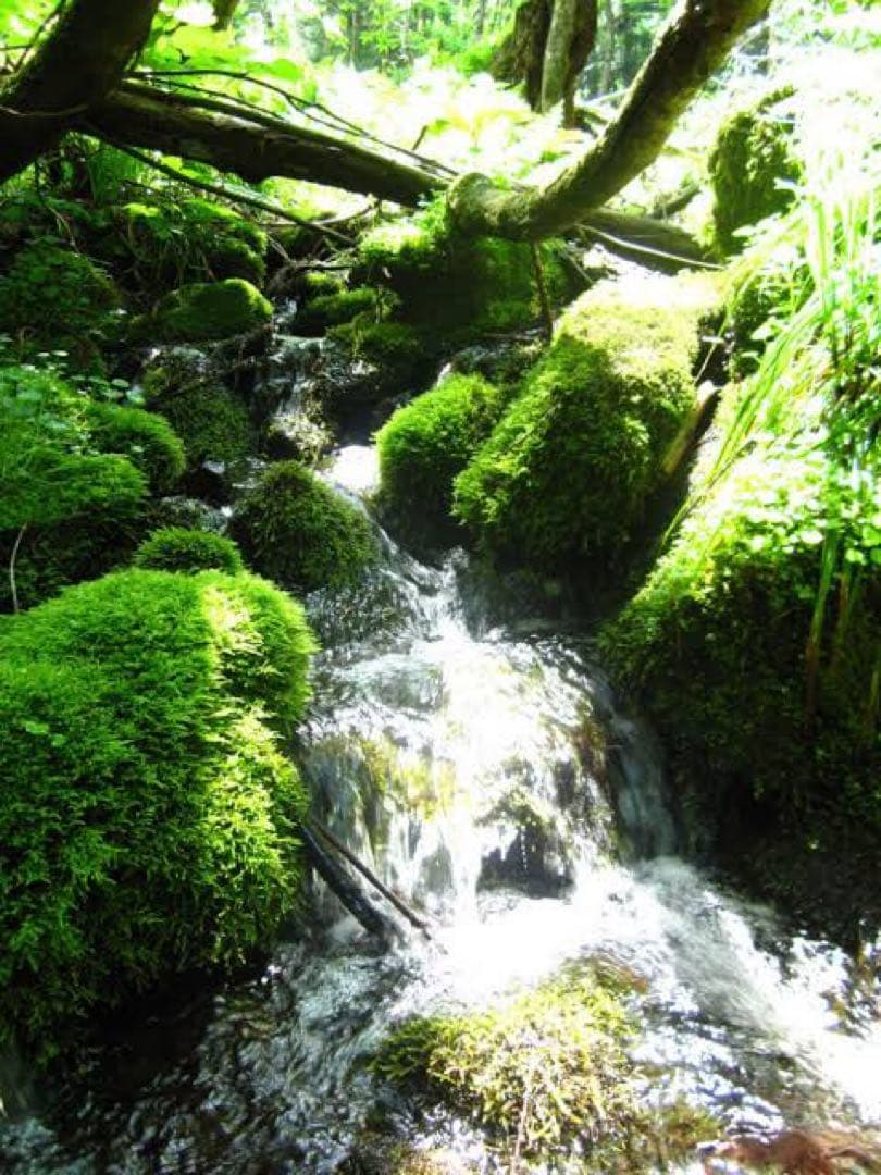 農家直送 秋田県産 令和７年 あきたこまち 15kg 特別栽培米【白希】秋田小町