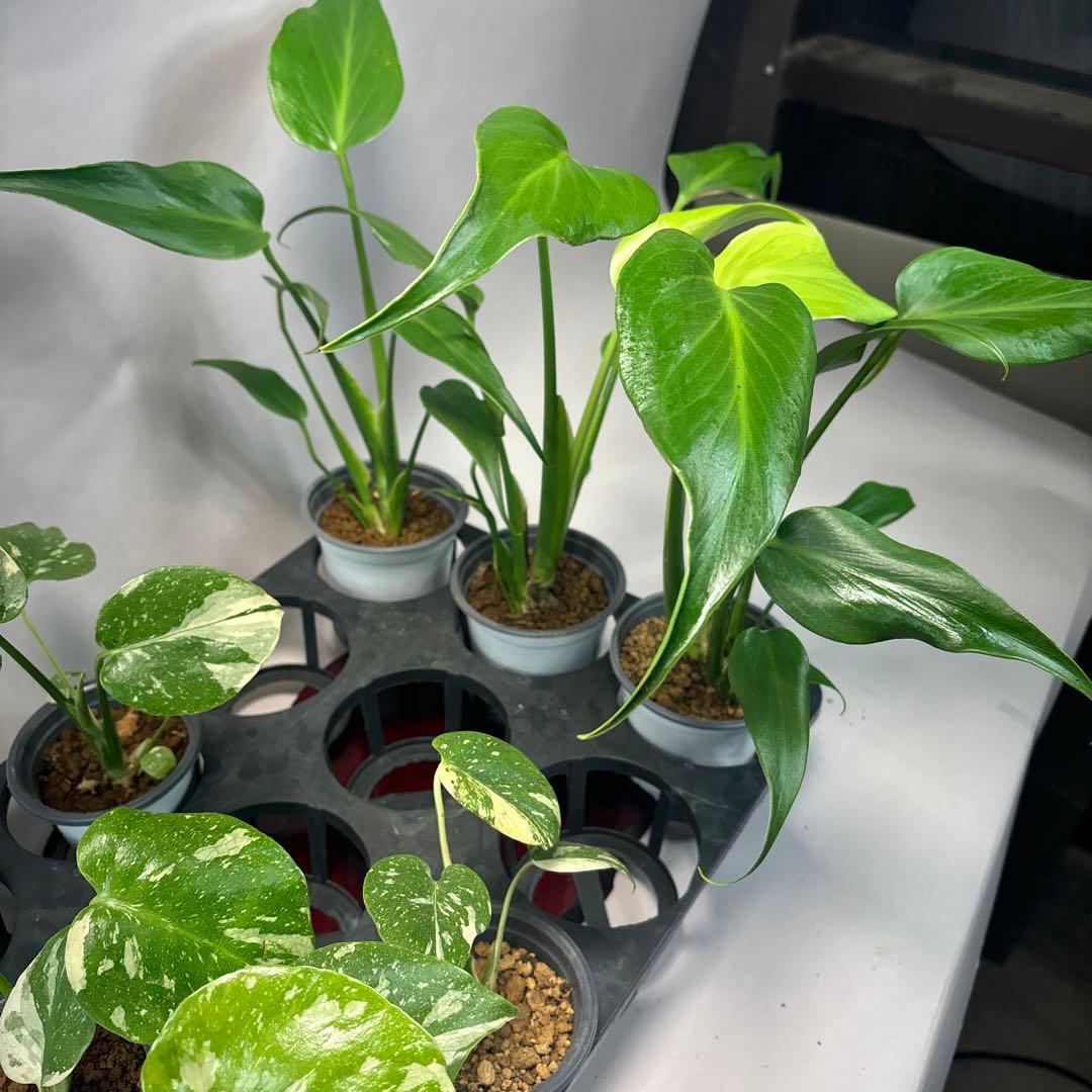 s*s様 a17モンステラ・タイコンステレーション5株➕バールマルクスフレーム3