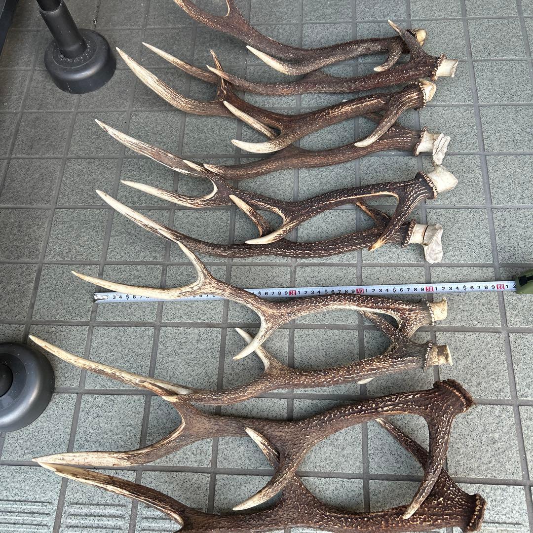値下げしました！ ニホンジカの角 5組 10本 インテリア用品
