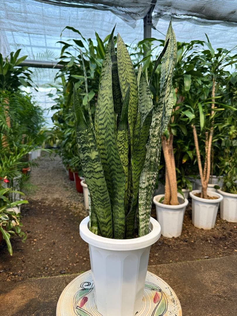 こーた ゼラニカ7号鉢 ゼラニカ5号鉢 2セット