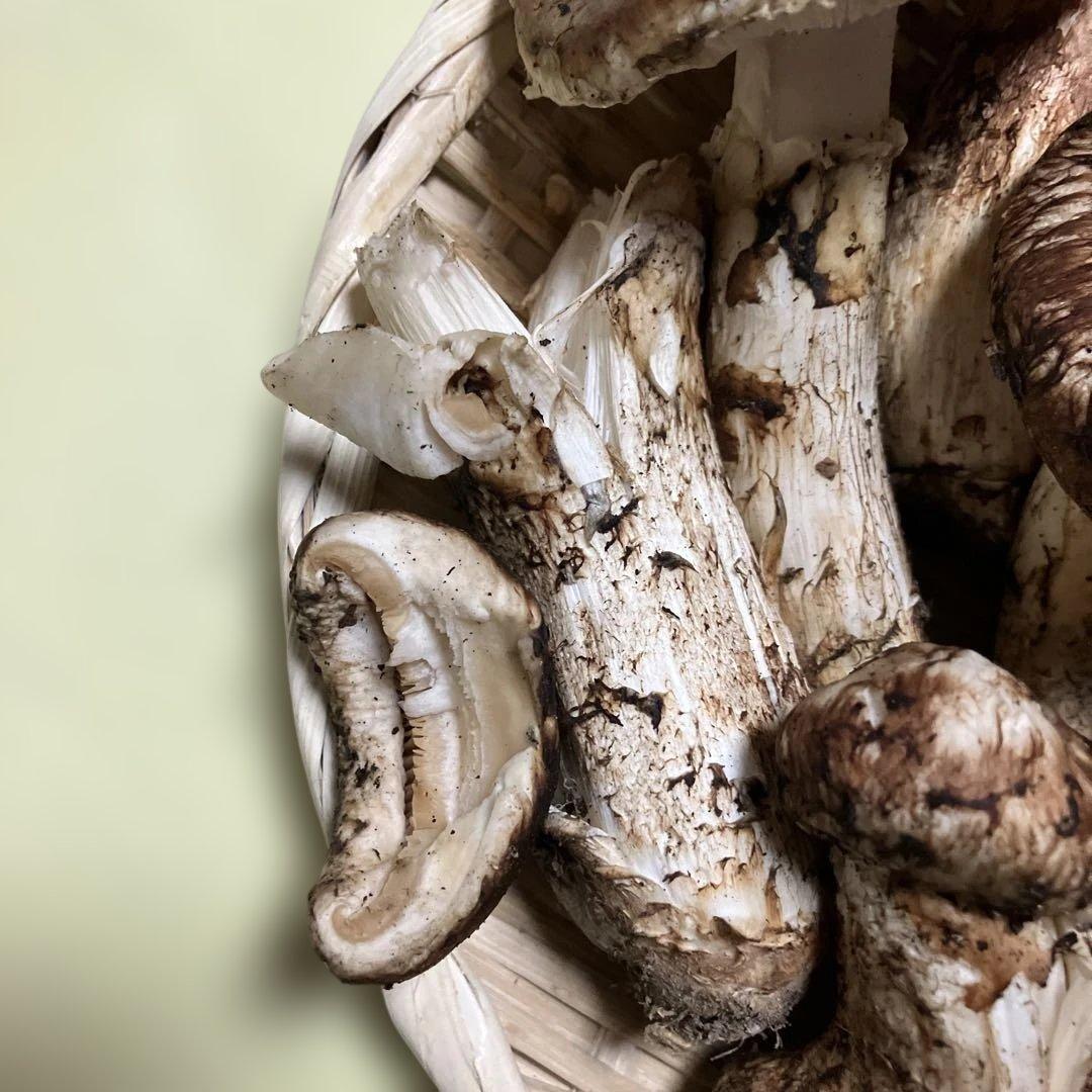 岩手県産松茸　訳あり　４８６g