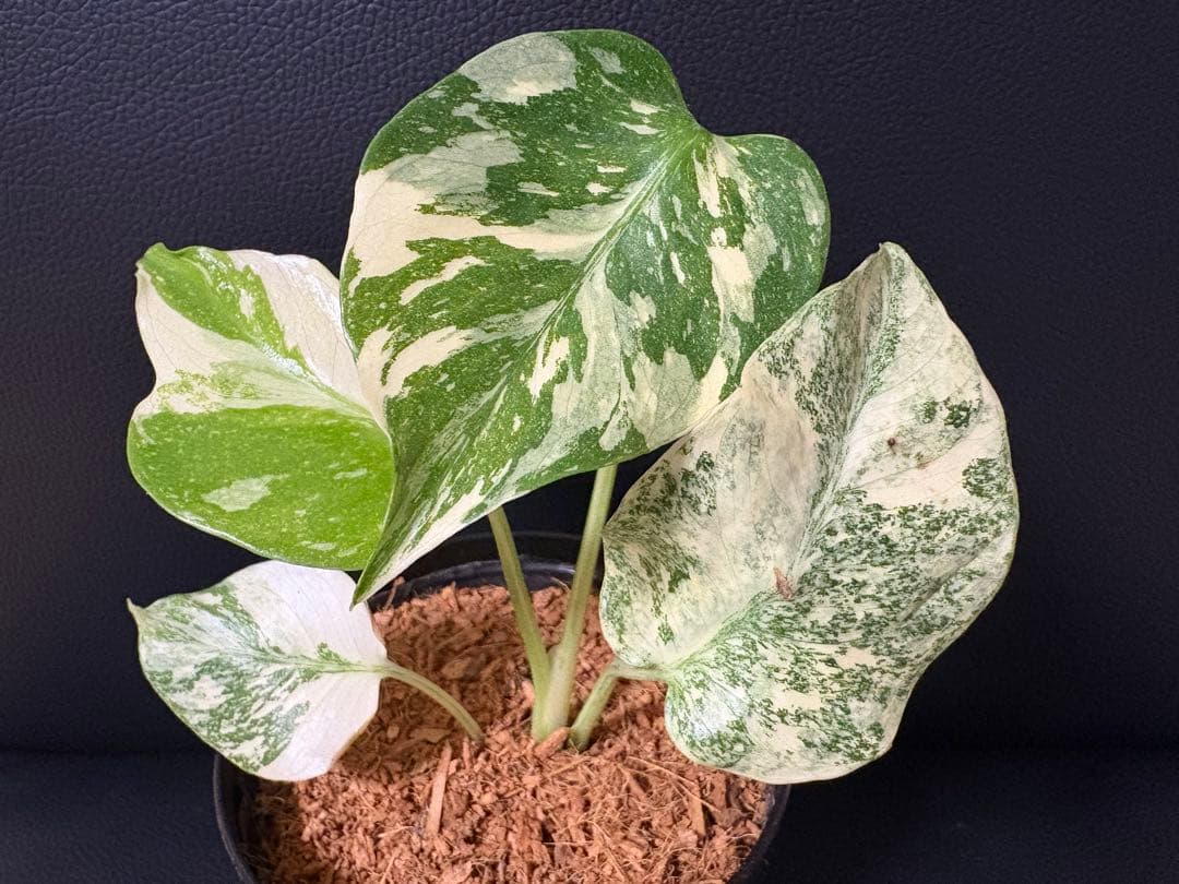 Monstera Deliciosa Legacy モンステラ　レガシー　斑入り