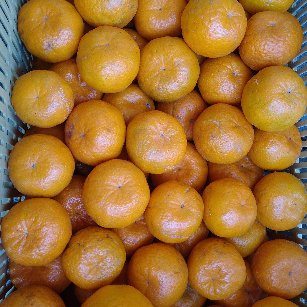 残りわずか　訳アリ　実のみ　完全無農薬　ポンカン　箱込み10kg未満　ゴロゴロ入