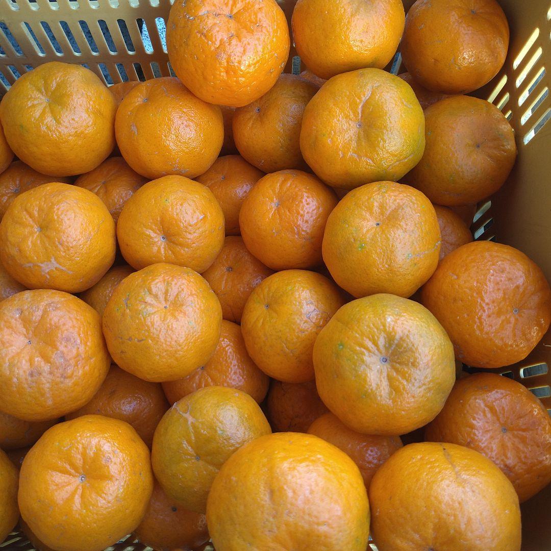 残りわずか　訳アリ　実のみ　完全無農薬　ポンカン　箱込み10kg未満　ゴロゴロ入