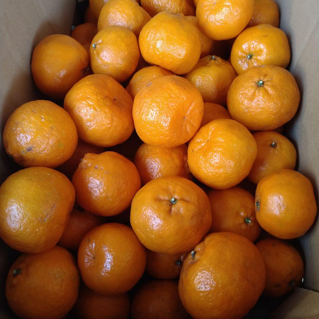残りわずか　訳アリ　実のみ　完全無農薬　ポンカン　箱込み10kg未満　ゴロゴロ入