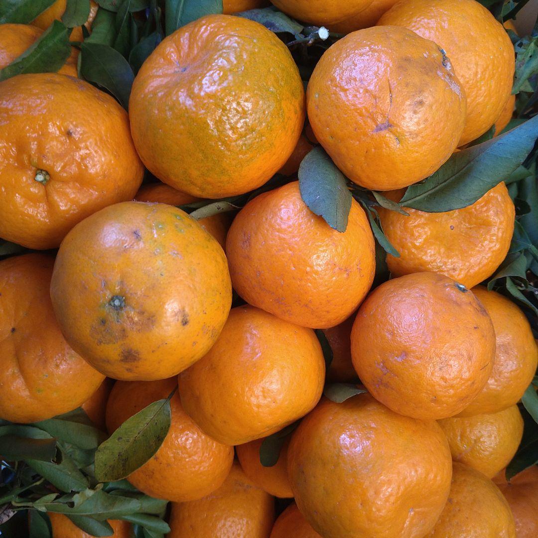 残りわずか　訳アリ　実のみ　完全無農薬　ポンカン　箱込み10kg未満　ゴロゴロ入