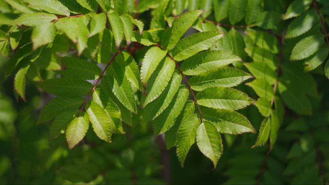 PENTAX K-1 と 77mmF1.8 Limited