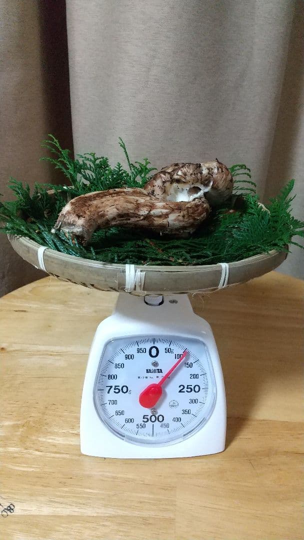 訳あり松茸 信州産 長野県 約450g