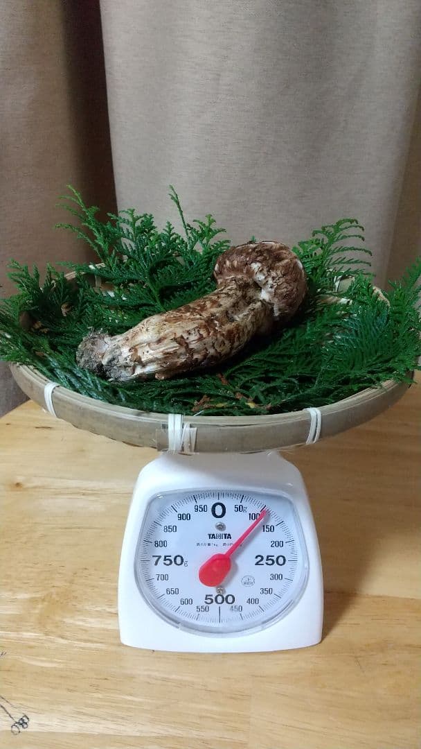 訳あり松茸 信州産 長野県 約450g