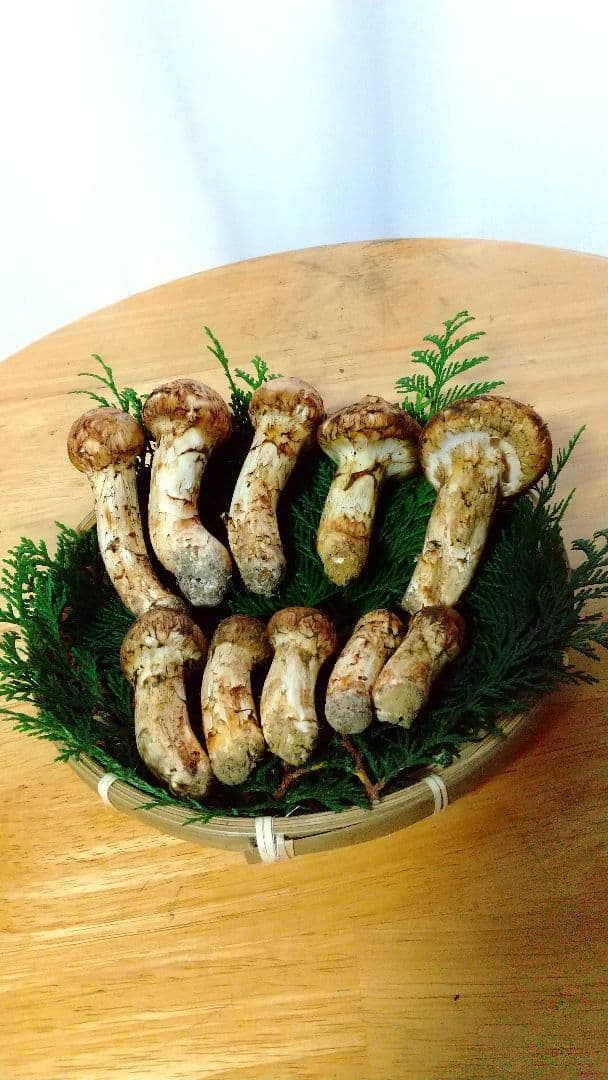 訳あり松茸 信州産 長野県 約450g