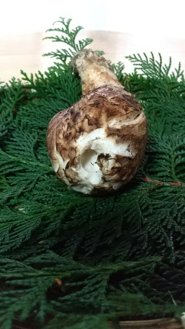 訳あり松茸 信州産 長野県 約450g