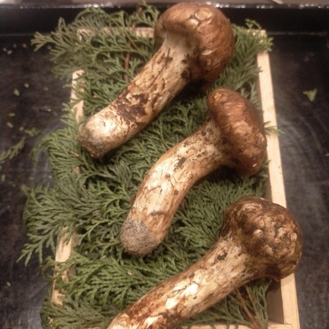 ①信州産 松茸　長野県　クール便　190g