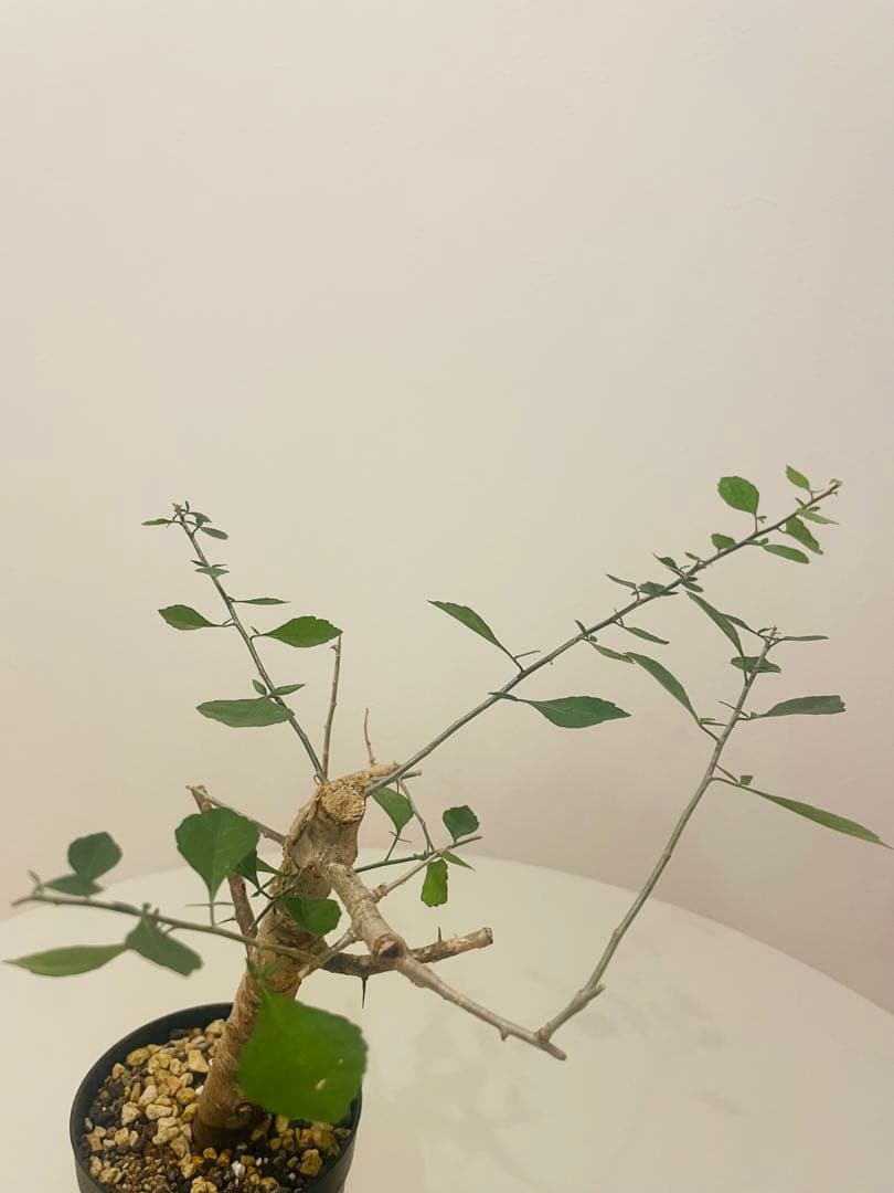 コミフォラ シンプリキフォリア