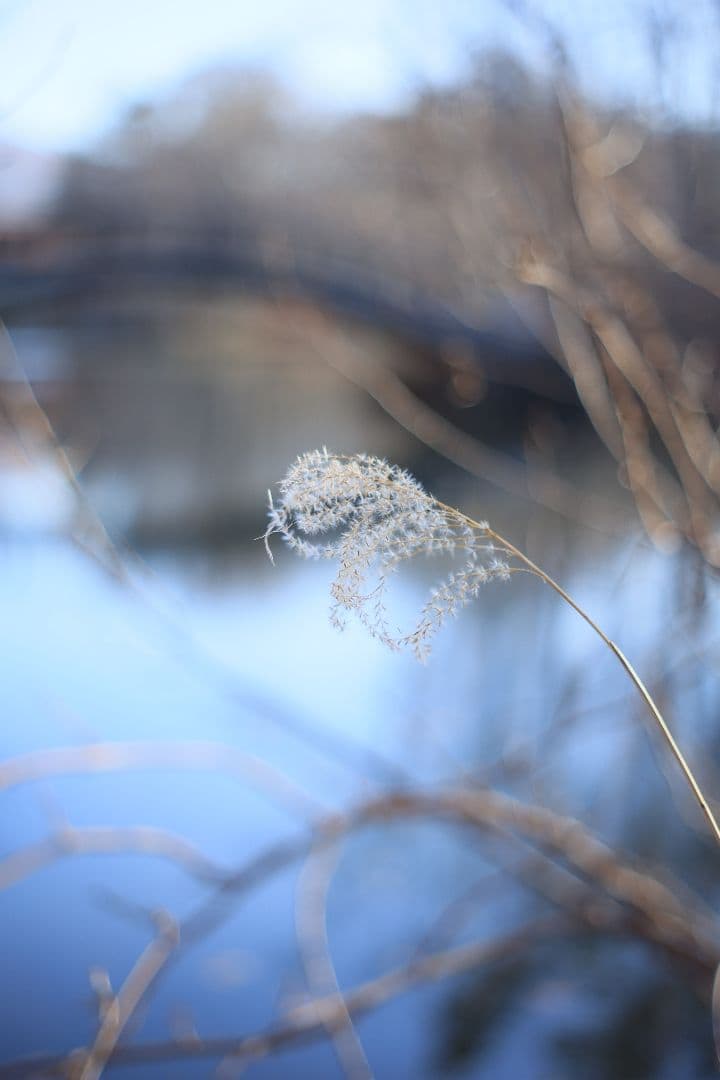 Super-Takumar 55mm F1.8 後期型 S/N：4053176