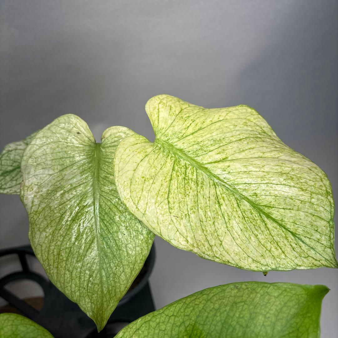 ち*え様 5株セットms49ホワイトモンスター／天津蘭 モンステラ斑入り