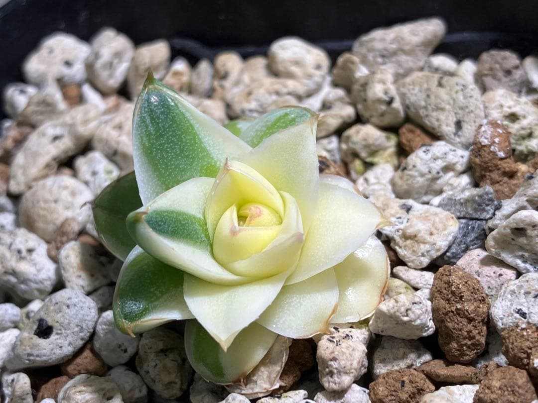 彪*丸様 【初売りオークション】74 アガベ　王妃笹の雪A型　ピンキー　変わり斑