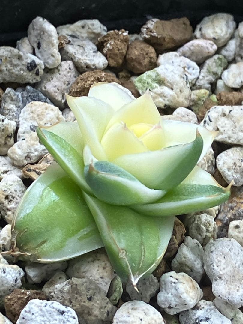 彪*丸様 【初売りオークション】74 アガベ　王妃笹の雪A型　ピンキー　変わり斑