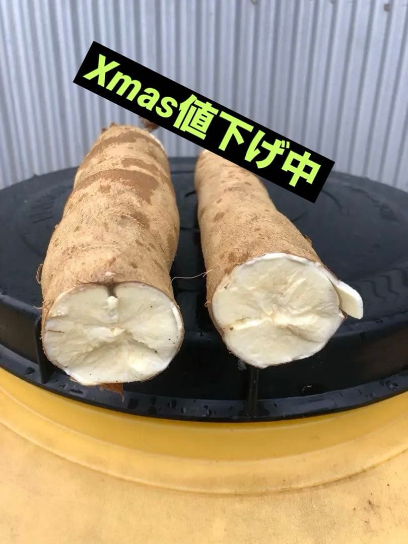 徳之島産キャッサバ生芋イエロー20キロ入り Xmas値下げ中12/20〜26まで