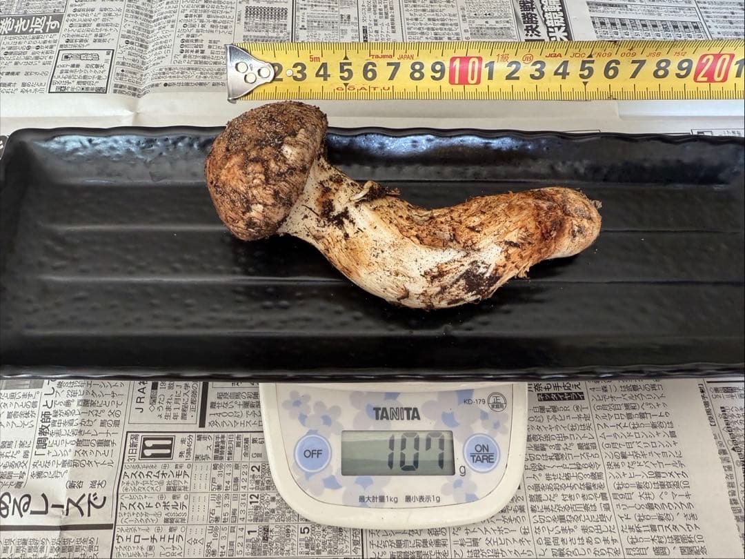 松茸　北海道　500g 訳あり　①　国産